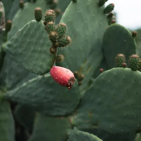 Alojamento de Turismo Rural Arcadia San Nicola Manfredi